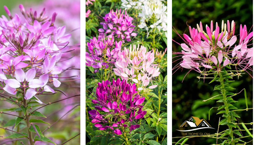 How Cleome Flowers Transform Your Garden into a Colorful Haven